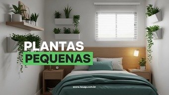 Plantas Pequenas Adicionam Vida Sem Ocupar Espaço